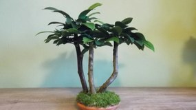 Bonsaj mini lesík- 30cm