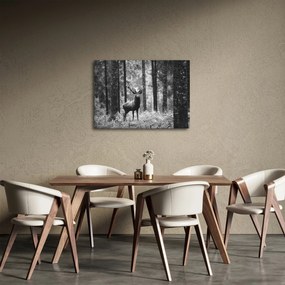 Obraz - Jeleň v lese 2, čiernobiela (70x50 cm)