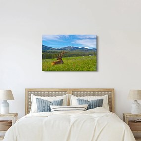 Obraz - Jeleň v lúke (90x60 cm)