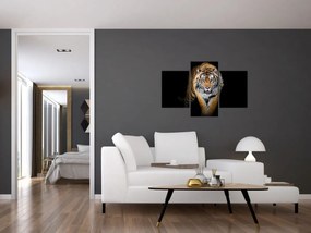 Obraz - Tiger (90x60 cm)