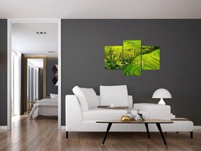 Obraz - Ryžové terasy (90x60 cm)