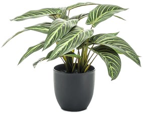 Umelá rastlina Calathea zebrina 38 cm