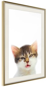 Artgeist Plagát - Vexed Cat [Poster] Veľkosť: 40x60, Verzia: Čierny rám s passe-partout