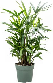 Rhapis excelsa tuft 24x85 cm