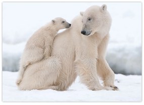 Sklenený obraz - Ľadové medvede (70x50 cm)