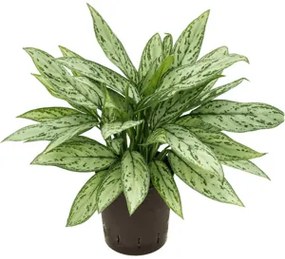 Aglaonema silver queen 18/19 v.50 cm