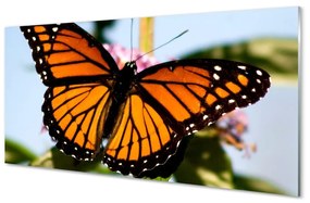 Sklenený obraz farebný motýľ 100x50 cm