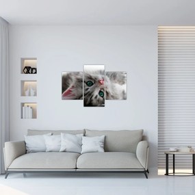 Obraz - Mačka so zelenými očami (90x60 cm)