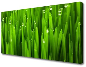 Obraz na plátne Tráva príroda rastlina 140x70 cm