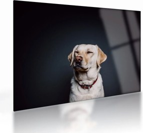 Sklenený obraz labradora (70x50 cm)