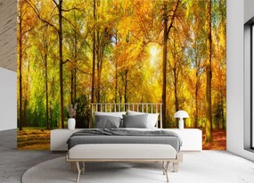 Fototapeta, Podzimní lesní příroda - 250x175 cm