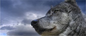 Obraz - Vlčia hlava (120x50 cm)