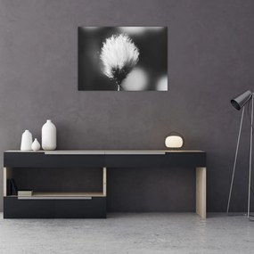 Sklenený obraz - Čiernobiely cottongrass (70x50 cm)