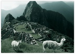 Sklenený obraz - Lamy na Machu Picchu v Peru (70x50 cm)