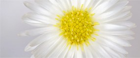 Obraz - Margarita (120x50 cm)