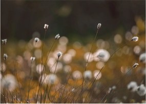 Sklenený obraz - Lúka s cottongrass N⁰2 (70x50 cm)