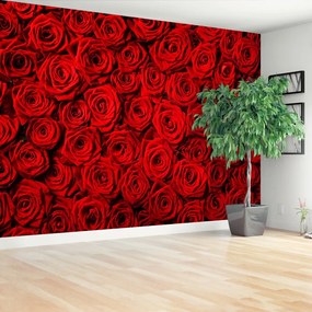 Fototapeta Vliesová Červené ruže 416x254 cm