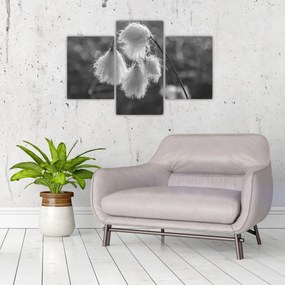 Obraz - Cottongrass (90x60 cm)