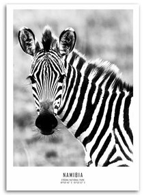 Obraz na plátně Zebra Zvířata Příroda - 80x120 cm