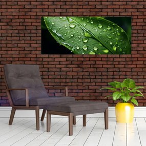 Obraz - List po daždi (120x50 cm)