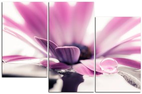 Obraz na plátne - Kvapka rosy na lúpeňoch kvetu 180C (105x70 cm)