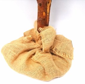 Vianočný stromček- Smrek prírodný na dreve 150 cm