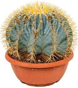 Kaktus Ferocactus glaucescens sphere 25x35 cm