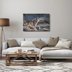 Obraz - Vyjúci vlk (90x60 cm)