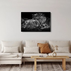 Obraz - Odpočívajúci gepardy (90x60 cm)