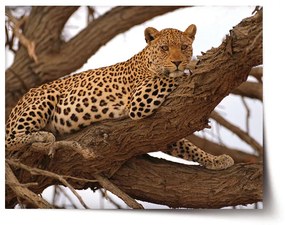 Sablio Plagát Leopard 2 - 60x40 cm