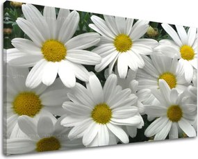 Obraz na stenu KVETY XOBKV106E11 - 20x30 cm