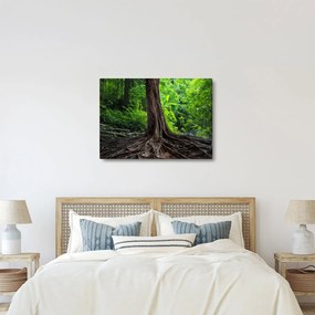 Obraz - Starý strom s koreňmi (70x50 cm)