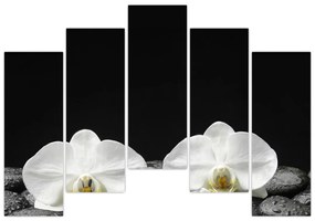 Orchidey - obraz