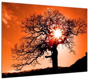 Obraz - Dub pri západe slnka (70x50 cm)