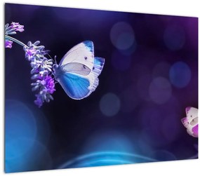 Obraz - Motýle na levanduli (70x50 cm)
