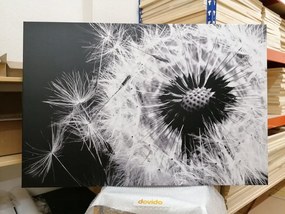 Obraz semienka púpavy v čiernobielom prevedení - 60x40