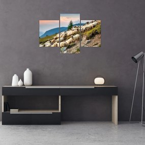 Obraz - Stádo oviec (90x60 cm)