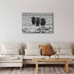 Obraz - Škótske kravy (90x60 cm)