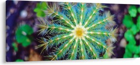 Obraz kaktusu (120x50 cm)