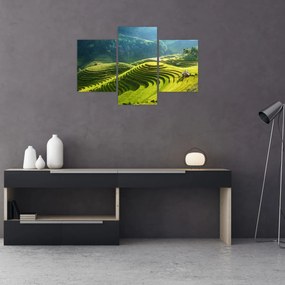 Obraz - Koncert ryžových terás (90x60 cm)
