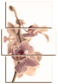 Obraz na plátne - Orchidea kvet izolovaná na bielom pozadí - obdĺžnik 7222FC (90x60 cm)