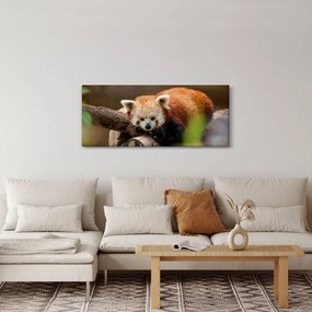 Obraz pandy červenej (120x50 cm)