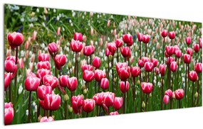 Obraz tulipánov (120x50 cm)