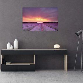 Obraz - Levanduľové pole (90x60 cm)