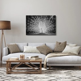 Obraz - Biely páv (90x60 cm)
