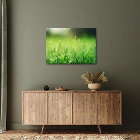 Obraz - rosa na tráve (70x50 cm)