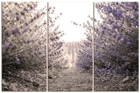 Obraz na plátne - Cestička medzi levanduľovými kríkmi 166FB (135x90 cm)