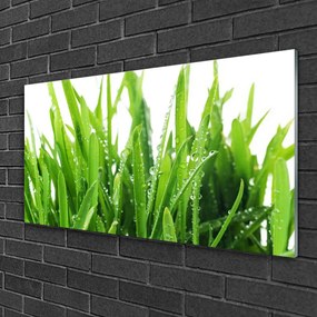 Obraz na skle Tráva rastlina 100x50 cm
