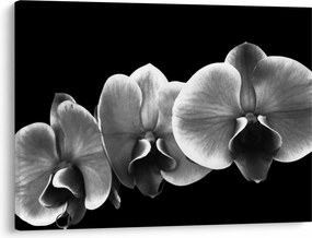 Obraz kvetu orchidey (70x50 cm)