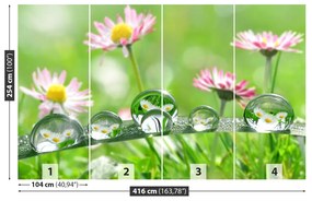 Fototapeta Vliesová Sedmokrásky zelené 250x104 cm